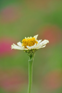 花草素材