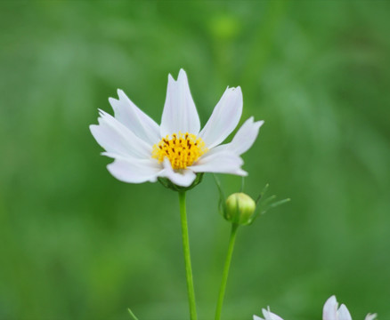 花草素材