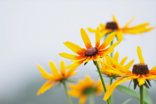 花草素材