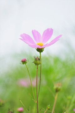 花草素材