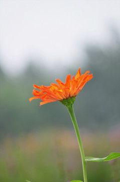 花草素材