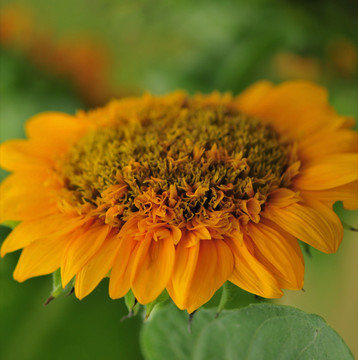 花草素材