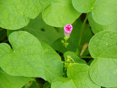 牵牛花