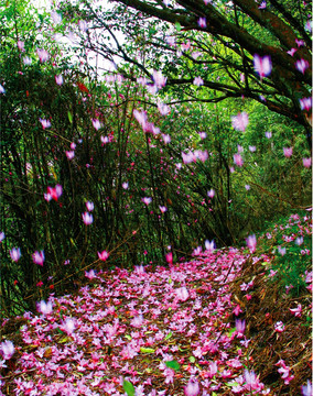 山花烂漫