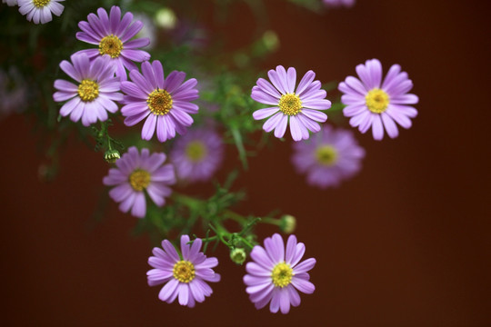 雏菊 花卉