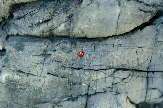 岩石与甲壳虫