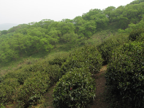 山坡茶场春