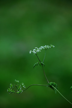 小草