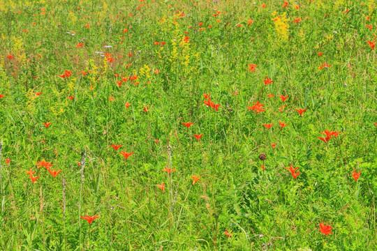 花之原野