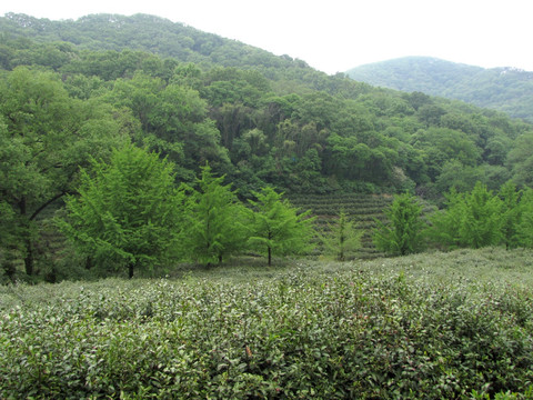 皇甫山贡茶园