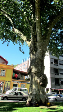 葡萄牙风光 欧洲街景古树
