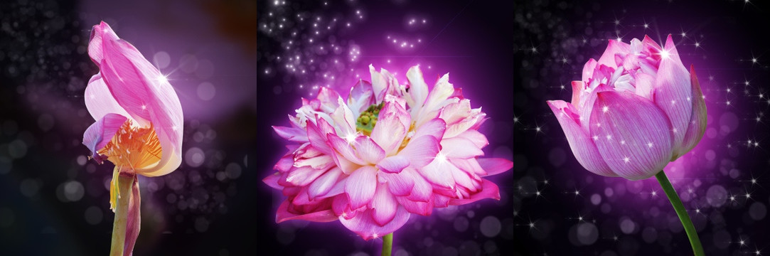 荷花 三聯(lián)畫(huà) 無(wú)框畫(huà)（未分層）
