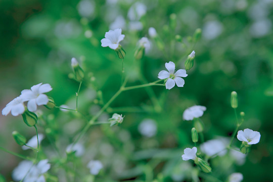 小花