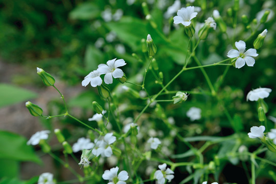 小花