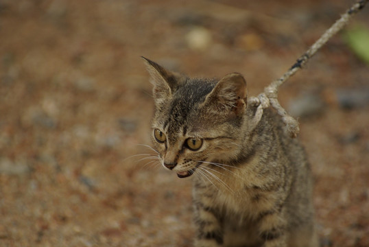 小猫特写