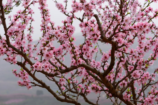 成都龙泉桃花沟