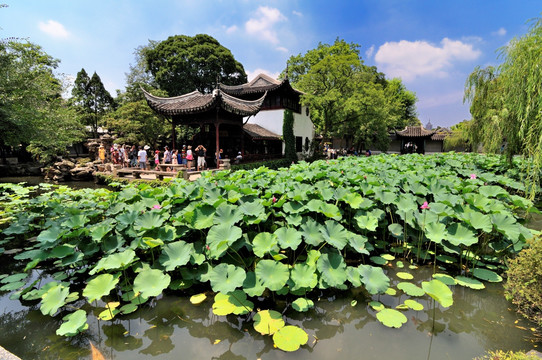 苏州拙政园夏景