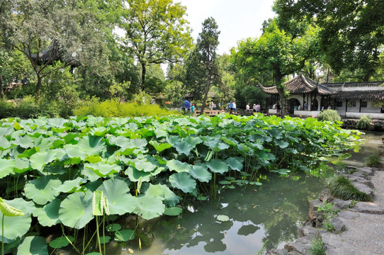 蘇州拙政園夏景