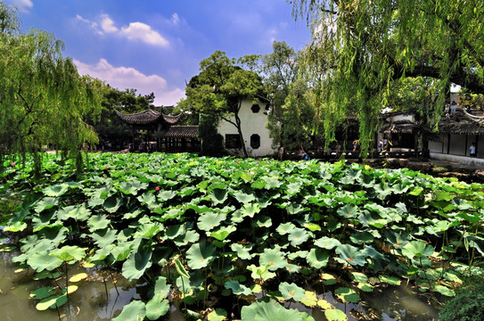 蘇州拙政園夏景