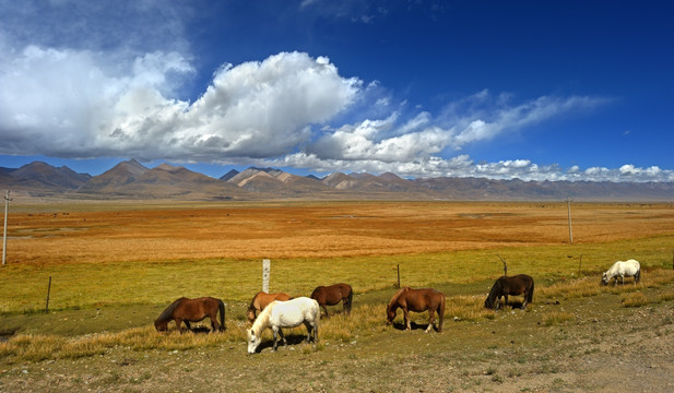 西藏马群