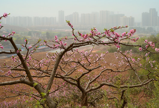 龙泉桃花沟口