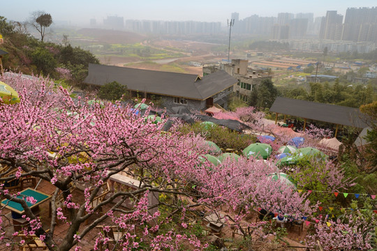 成都龙泉桃花沟农家乐