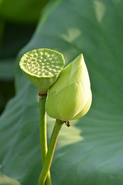 热情夏日之相依相偎