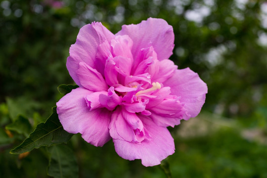 木槿花