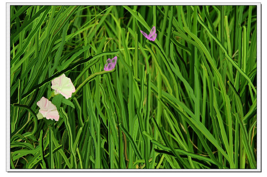 油畫(huà)牽牛花蝴蝶草地裝飾畫(huà)