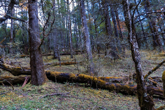 原始森林中的朽木