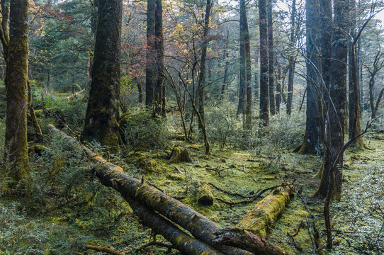 原始森林景观