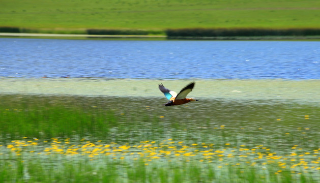 野鸭湖