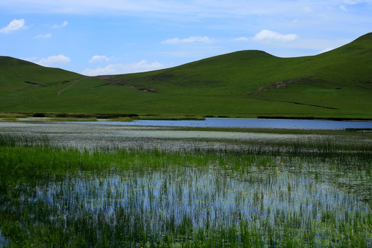 野鸭湖