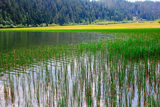 香格里拉属都湖