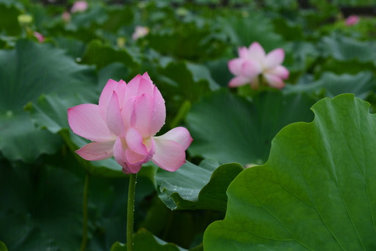 成都三圣乡雨中荷花