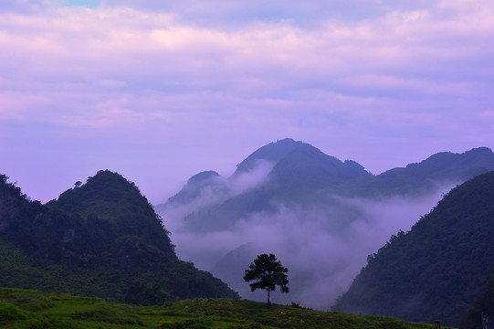 山 一棵树