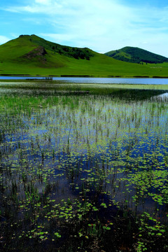 野鸭湖