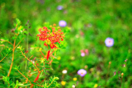 草原狼毒花