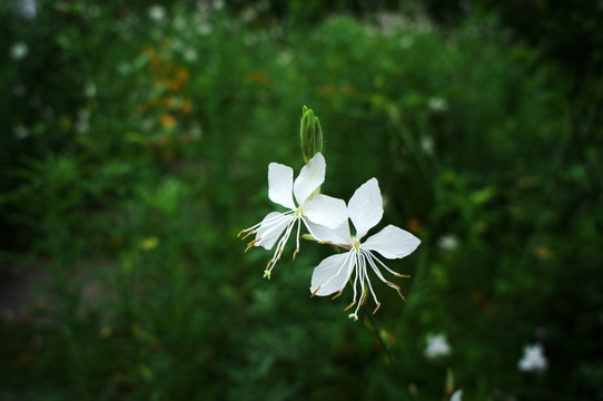 山桃草