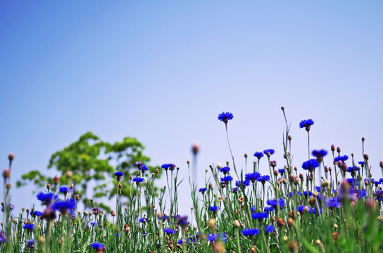 矢车菊