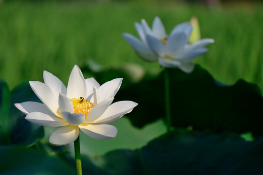 白莲花 白荷花