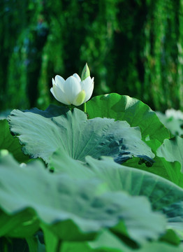 白莲花 白荷花 杨柳