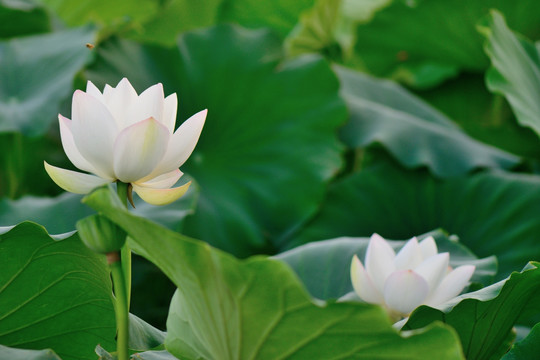 白莲花 白荷花