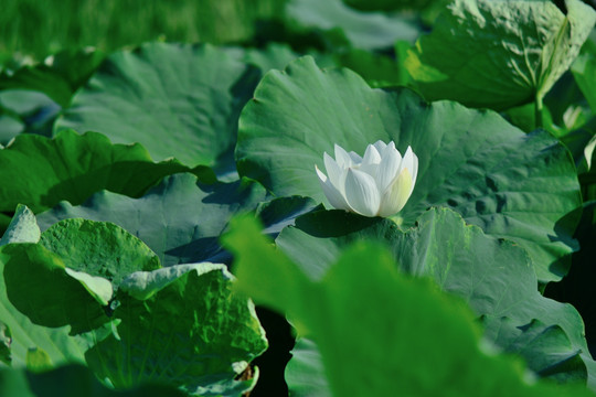 白莲花 白荷花