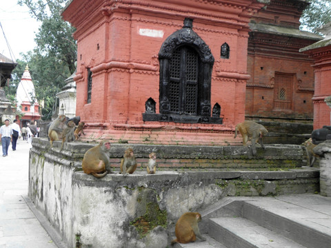 加德满都帕斯帕提纳寺湿婆神庙