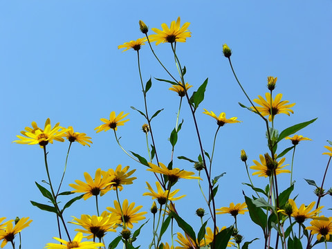 野菊花