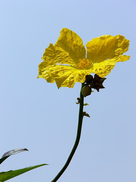 丝瓜花