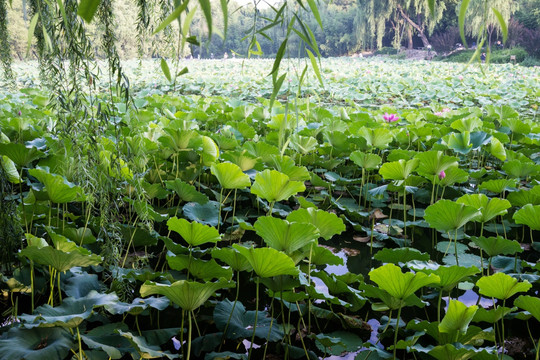 荷花池