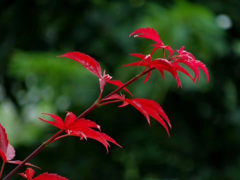 红枫 枝叶