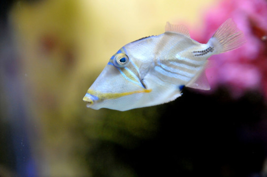 小丑鱼 海洋生物 珊瑚